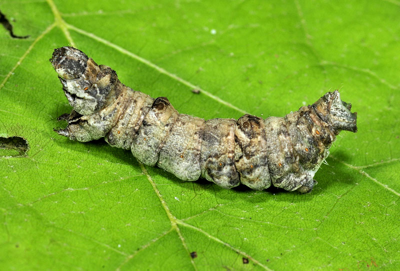Bruco da determinare - Selenia (cf.) lunularia